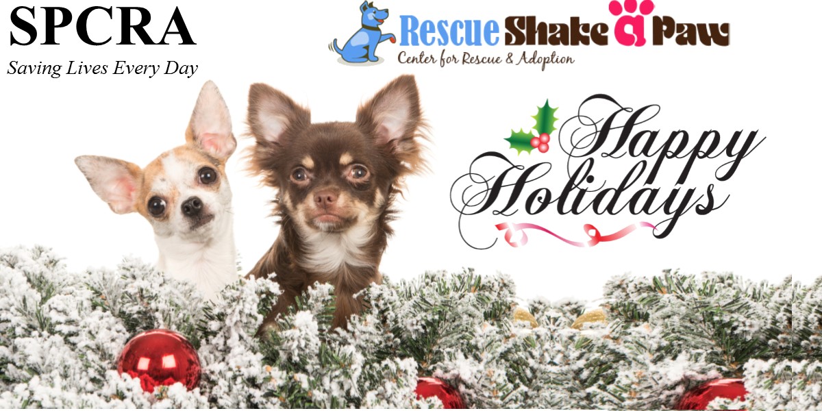 Visits Shake A Paw Rescue and Give the Gift of Love for the Holidays!